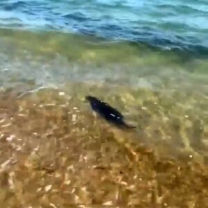 enezde tehlikedeki su samuru goruntulendi zstibef7