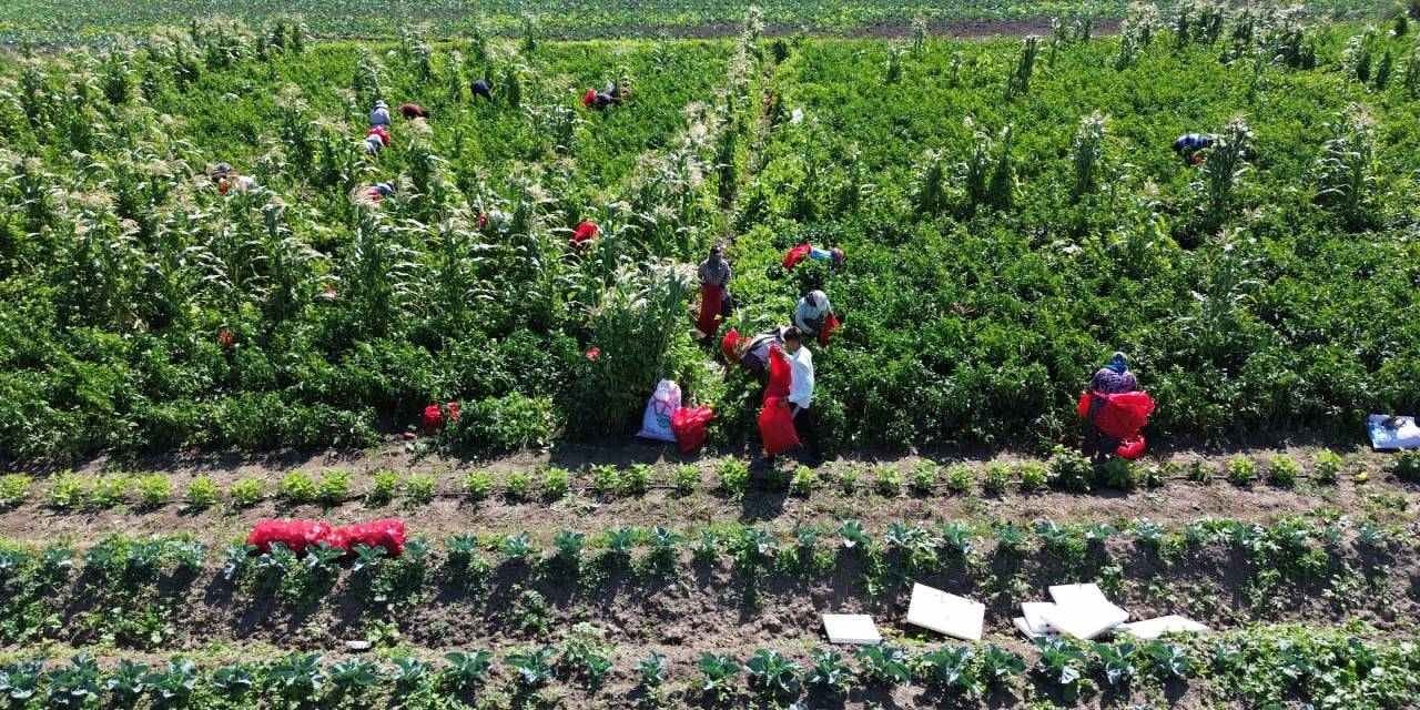 31 bin hektara ekildi donum basina 5 ton urun bekleniyor bir yilda 6 kez hasat edilebiliyor 7Z7U3axU