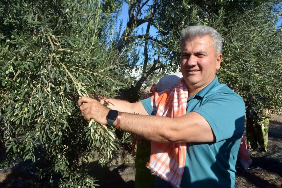 ayvalikta zeytin hasadi ve ab tescili vurgusu puY7bziP