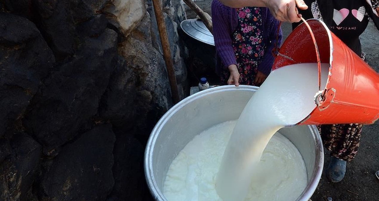 inek sutu uretimi agustosta azaldi 7mFiEJYc.jpg