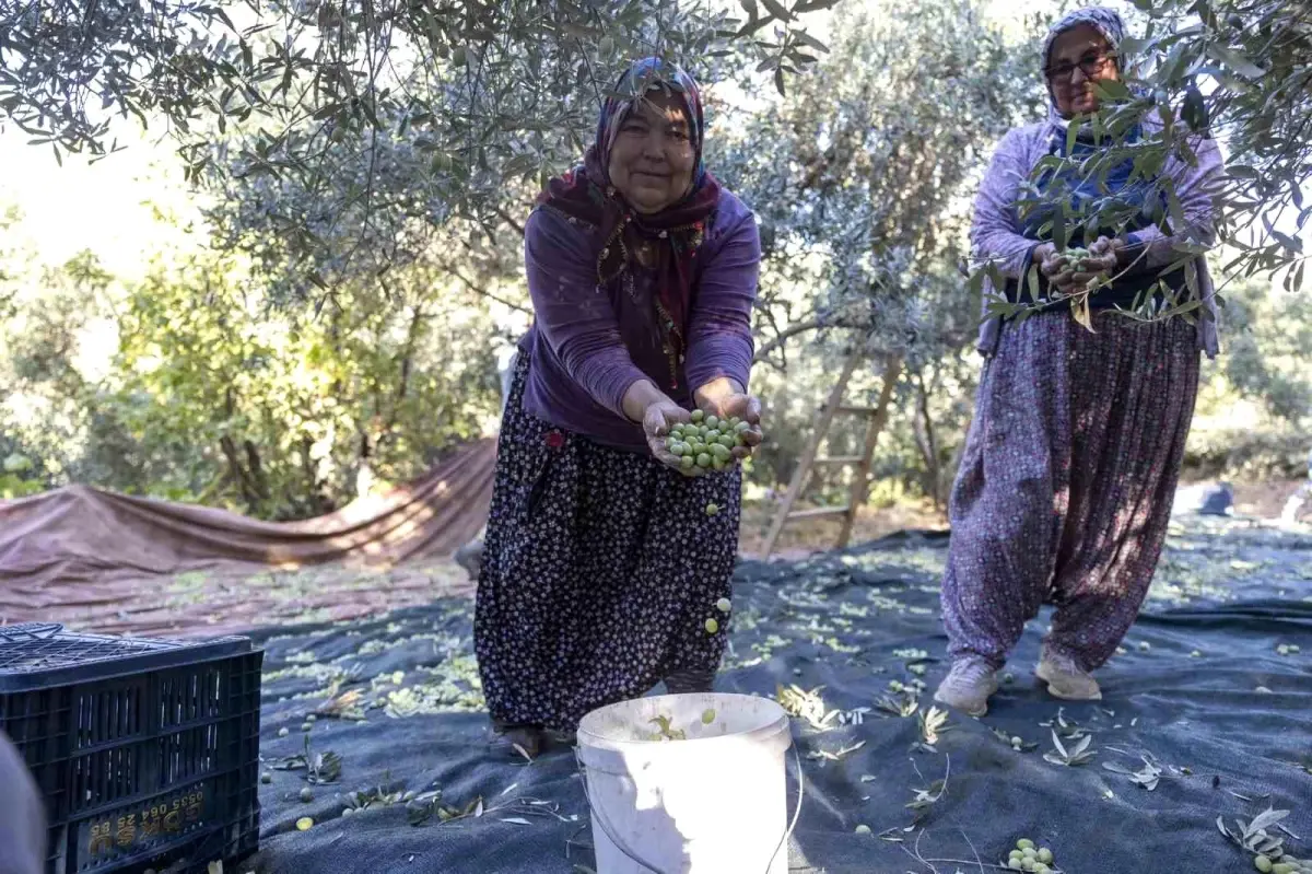 mersinde ureticiler zeytin hasadinin keyfini cikariyor PZpnukJr.jpg